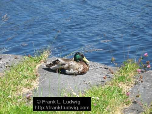 Resting Duck